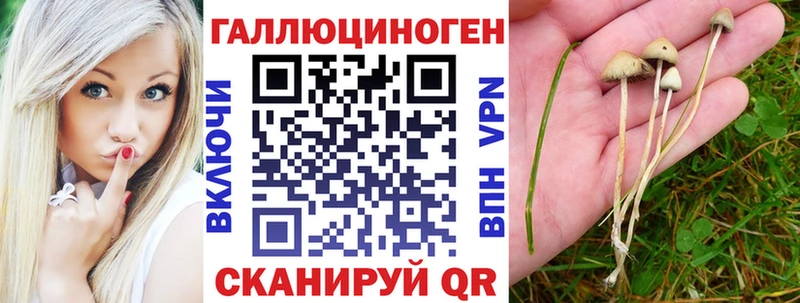 Псилоцибиновые грибы Cubensis  как найти   Новокубанск 